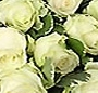 13 trandafiri albi