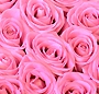 Inima trandafiri roz